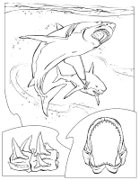 A coloring page of sea animal